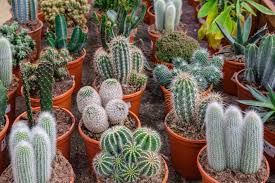 45 Cactus Garden Ideas