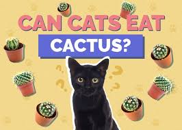 Can Cats Eat Cactus Will They Try To