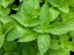 Are Peppermint Plants Toxic To Dogs