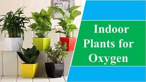 Dazzling 15 Indoor Plants For Oxygen