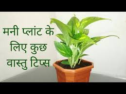 Vastu Tips For Money Plant To Attract