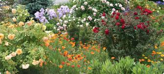 companion plants for roses diane s