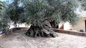 oldest olive trees ano vouves crete