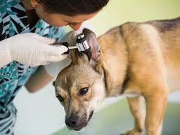 Forasacco: un pericolo per il nostro cane