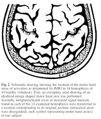 motor action areas fmri 4 newbies