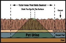 pet urine odor and stain removal