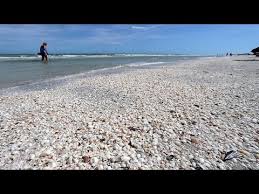 Video Shell Hunting Fail Sanibel Island Florida