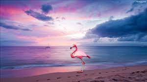 200 flamingo pictures wallpapers com