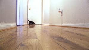 cat slides on hardwood floor gifrific