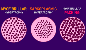 myofibrillar vs sarcoplasmic