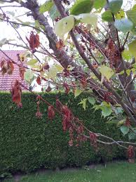 Le cerisier ( prunus avium et prunus cerasus ) est un arbre fruitier à feuillage caduc. Cerisier Du Japon Malade Au Jardin Forum De Jardinage
