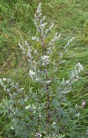 Artemisia vulgaris - Wikipedia