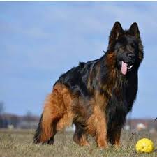 top pet s for german shepherd dog