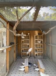 An Aviary For Rescued Pigeons