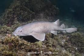 colclough s shark brachaelurus colcloughi