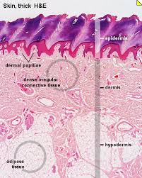 Learn about the skin's function and the skin is the largest organ of the body, with a total area of about 20 square feet. Blue Histology Integumentary System