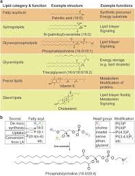 lipids in non apoptotic cell