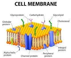 structure of cell membrane brainly
