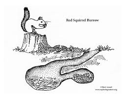 The squirrel is busy cracking nuts and acorns. Squirrel Red Burrow Coloring Page