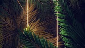 palm tree 1920x1080 backgrounds