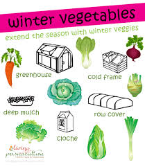 growing winter vegetables plant in