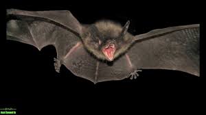 Bats Sound - YouTube