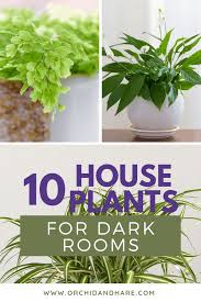 10 Best House Plants For Dark Rooms