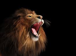 roaring lion images browse 64 008