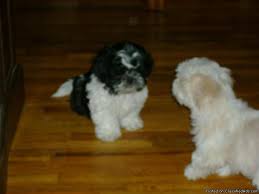 Shih tzu loosely translates to 'little lion' in mandarin. Shih Tzu Puppies Price 300 For Sale In Tulsa Oklahoma Best Pets Online