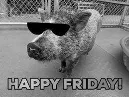 Check spelling or type a new query. Friday Pig Gif By Nebraska Humane Society