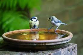 How To Get Birds To Use A Bird Bath A