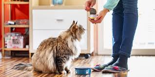 how to the best cat food in august