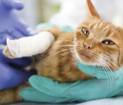 They love their routines and do not cope well when things change (such as a new pet or a if your cat appears to be stable and not in distress, a few episodes of vomiting can generally wait for a vet visit in the morning. 10 Cat Emergencies To Never Treat At Home