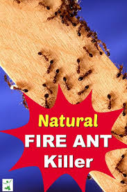 fire ant that works fast no