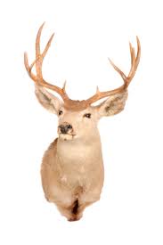 Taxidermy Png Transpa Images Free