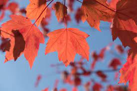 how to identify maple sycamore and