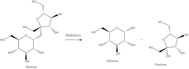 hydrolysis of sucrose