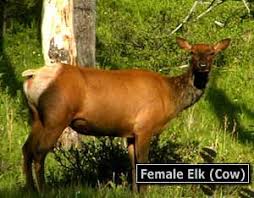 Image result for female elk