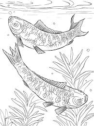 Advanced coloring fish in a pond the art jinni. Koi Fish Mating In The Pond Coloring Pages Download Print Online Coloring Pages For Free Color Nimbus