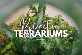 what is a bioactive terrarium how