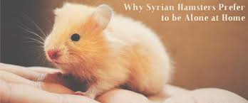 syrian hamsters prefer to be home alone