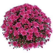 5 stems of large white chrysanthemums. Pure Beauty Farms 1 8 Gal Mum Chrysanthemum Plant Purple Flowers In 11 In Hanging Basket Dc11hbmumpur The Home Depot