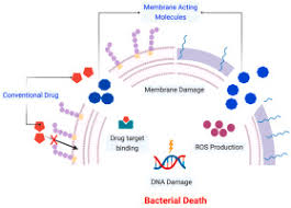 unlocking the bacterial membrane as a