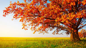 40 autumn wallpaper backgrounds for