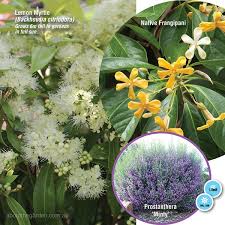 Scented Australian Natives About The