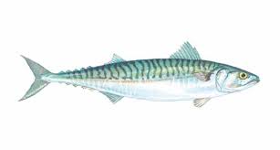 Mackerel (Titus) Fishes