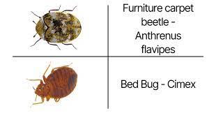 carpet beetle vs bed bug a quick guide
