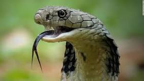 Image result for King Cobra Snake Venom