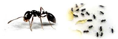 little black ants proactive pest control