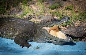 an alligator in sarasota manatee